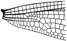Hetaerina, base of wing 