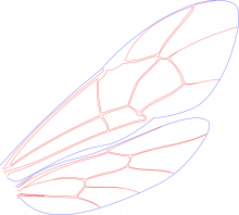 Cylloceriinae, wings