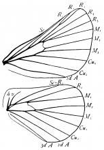 Malacosoma (Clisiocampa) americana, wings