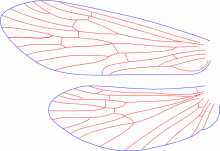 Neureclipsis crepuscularis, wings