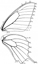 Papilio polyxenes, wings