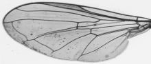 Platycheirus occultus, wing