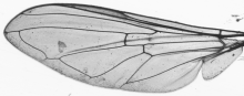 Platycheirus scutatus, wing