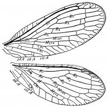 Sisyra flavicornis, wings