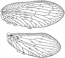 Sympherobius amiculus, wings