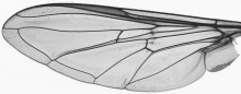 Syrphus torvus, wing