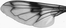 Volucella pellucens, wing
