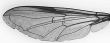 Xanthogramma stackelbergi, wing