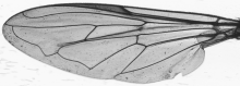 Xylota segnis, wing