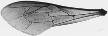Apis dorsata, forewing