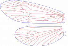 Glossosoma lividum, wings