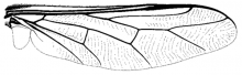 Acrocera subfasciata, wing