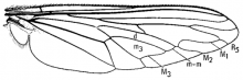 Microstylum galactodes, wing