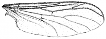 Hesperinus brevifrons, wing