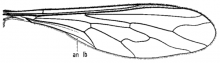 Dolichomyia, wing