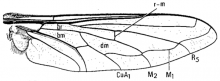 Heterostylum robustum, wing