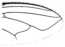 Stomorhina lunata, wing tip