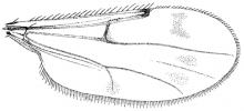 Brachypogon paraensis, wing