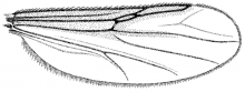 Echinohelea lanei, wing