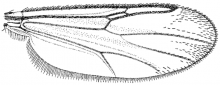 Stilobezzia (Neostilobezzia) lutea, wing