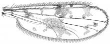 Monohelea hieroglyphica, wing