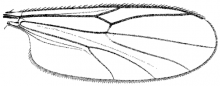 Neurobezzia granulosa, wing