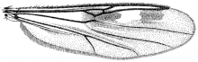 Clinohelea bimaculata, wing