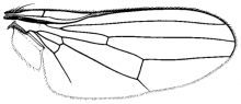 Paraleucopis corvina, wing
