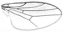 Gaurax festivus, wing