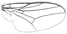 Rhodesiella brimleyi, wing