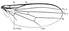Chyromya flava, wing