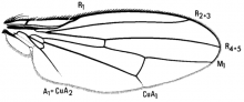 Latheticomyia tricolor, wing