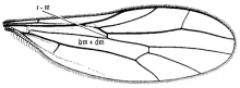 Neoplasta scapularis, wing