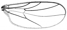 Micrempis testacea, wing