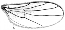 Megagrapha pubescens, wing