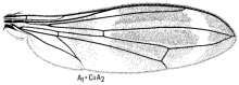 Taeniaptera trivittata, wing