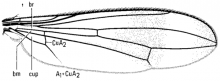 Rainieria antennaepes, wing