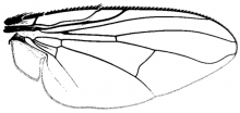 Neomuscina tripunctata, wing