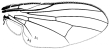 Fannia canicularis, wing