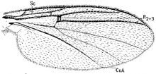 Monoclona rufilatera, wing