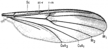 Aglaomyia gatineau, wing