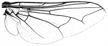Cephenemyia trompe, wing