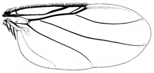 Dohrniphora cornuta, wing