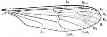 Ptychoptera quadrifasciata, wing
