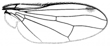 Omomyia hirsuta, wing