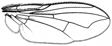 Johnsonia elegans, wing