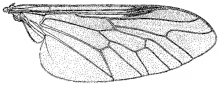 Neochrysops globosus, wing