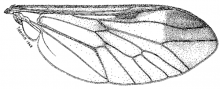 Diachlorus ferrugatus, wing