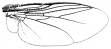 Goniochaeta plagioides, wing