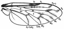 Megalinga insignata, wing